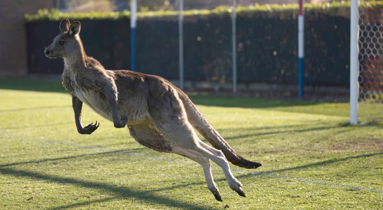 A kangaroo interrupts the Women's Premier League between Belconnen United and Canberra FC match in Canberra for over 30 minutes. A kangaroo interrupts the Women's Premier League between Belconnen United and Canberra FC match in Canberra for over 30 minutes.