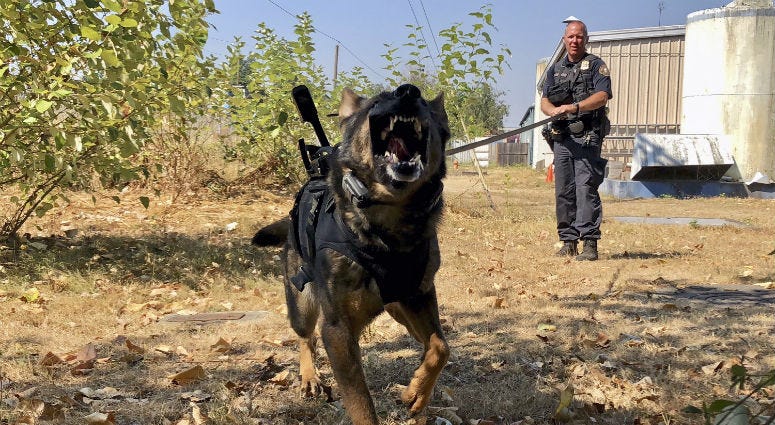 In this Sept. 6, 2018, photo, Portland Police K-9 Officer Shawn Gore gives commands to police dog Jasko, in Portland, Ore. Jasko is wearing a new canine body camera on his back that Gore is testing out for the Portland Police Bureau.