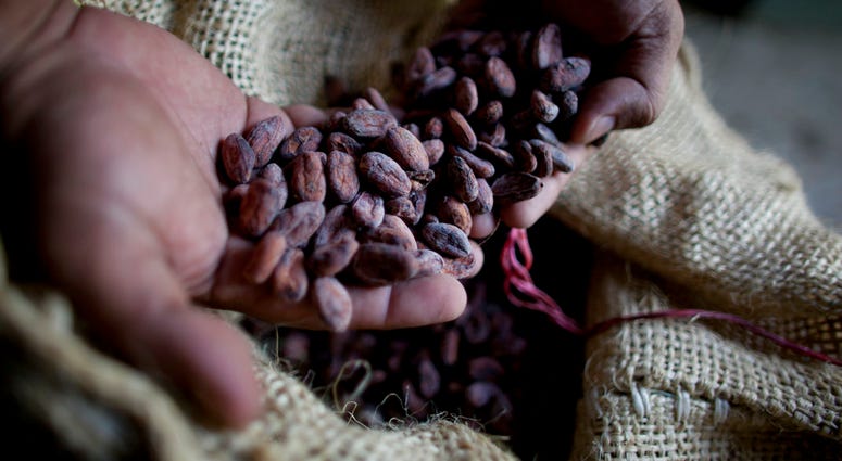 FILE - In this Nov. 15, 2012 file photo, a worker holds dried cacao seeds at a plantation in Cano Rico, Venezuela. A paper published Monday, Oct. 29, 2018 says tests indicate traces of cacao on artifacts from a South American archeologic site estimated to FILE - In this Nov. 15, 2012 file photo, a worker holds dried cacao seeds at a plantation in Cano Rico, Venezuela. A paper published Monday, Oct. 29, 2018 says tests indicate traces of cacao on artifacts from a South American archeologic site estimated to