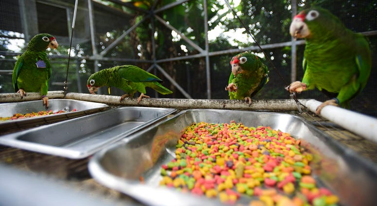 Puerto Rican parrots eat inside one of the flight cages at the Iguaca Aviary in El Yunque, Puerto Rico. Puerto Rican parrots eat inside one of the flight cages at the Iguaca Aviary in El Yunque, Puerto Rico.