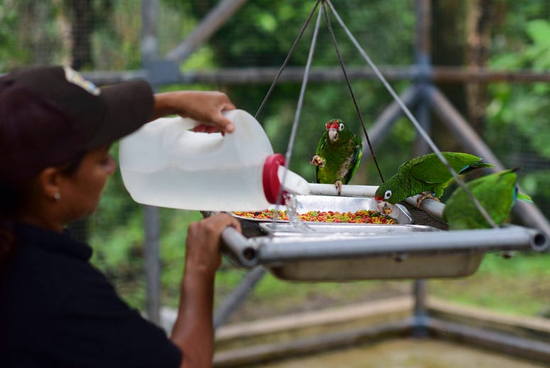 Biological science technician Iris Rodriguez feeds a trio of Puerto Rican parrots inside a flight cage in the Iguaca Aviary at El Yunque, Puerto Rico. Biological science technician Iris Rodriguez feeds a trio of Puerto Rican parrots inside a flight cage in the Iguaca Aviary at El Yunque, Puerto Rico.