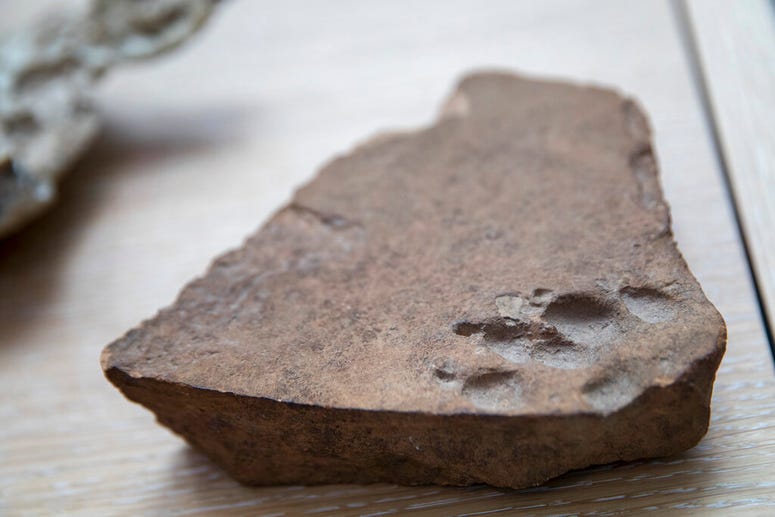 This Wednesday, Jan. 9, 2019, photo shows a terracotta dog paw print dating back to the Roman Empire on display at the American Kennel Club Museum of the Dog in New York. A terracotta dog paw print dating back to the Roman Empire.