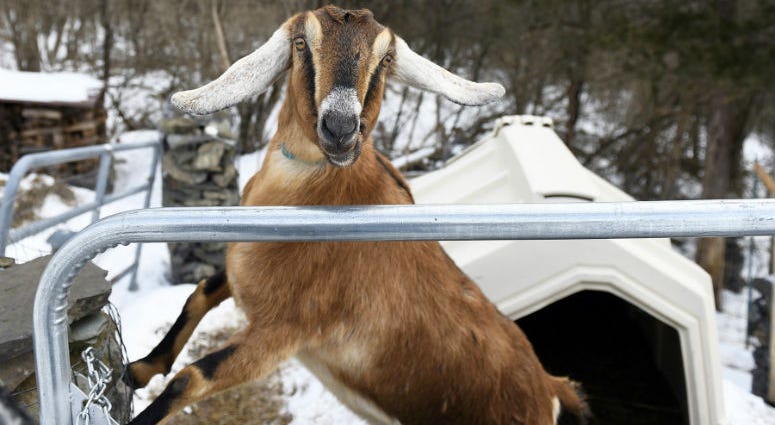 Lincoln, a 3-year-old Nubian goat, is poised to become the first honorary pet mayor of the small Vermont town of Fair Haven. Lincoln, a 3-year-old Nubian goat, is poised to become the first honorary pet mayor of the small Vermont town of Fair Haven.