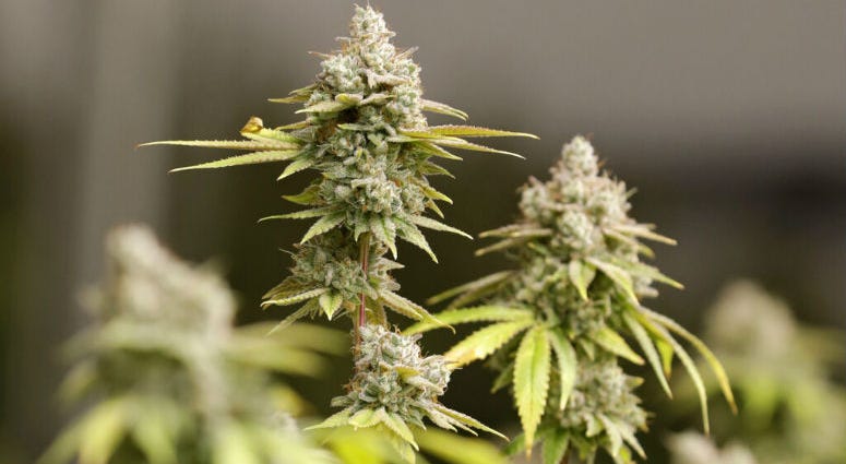 FILE - This Monday, Jan. 28, 2019 file photo shows marijuana buds ready for harvest in Akron, Ohio. A study shows marijuana is sending more people to the emergency room in one large Denver hospital.
