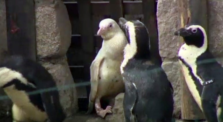 In this image made from video, an albino penguin is seen along in its enclosure in Gdansk zoo, Gdansk, Poland, Friday, March 22, 2019. In this image made from video, an albino penguin is seen along in its enclosure in Gdansk zoo, Gdansk, Poland, Friday, March 22, 2019.