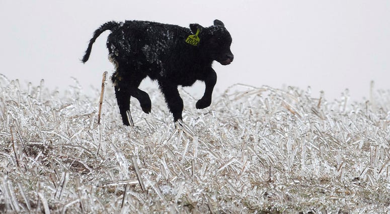 A calf runs through an ice field on a ranch outside of Kilgore, Neb. on Wednesday, April 10, 2019 while a bomb cyclone storm brings heavy snow and strong winds to several Rockies and Plains states. A calf runs through an ice field on a ranch outside of Kilgore, Neb. on Wednesday, April 10, 2019 while a bomb cyclone storm brings heavy snow and strong winds to several Rockies and Plains states.