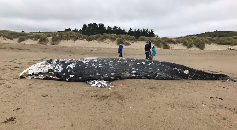 In this photo provided by the Point Reyes National Seashore is a whale that washed ashore Thursday, May 23, 2019, near Limantour Beach in Point Reyes National Seashore, Calif. In this photo provided by the Point Reyes National Seashore is a whale that washed ashore Thursday, May 23, 2019, near Limantour Beach in Point Reyes National Seashore, Calif.