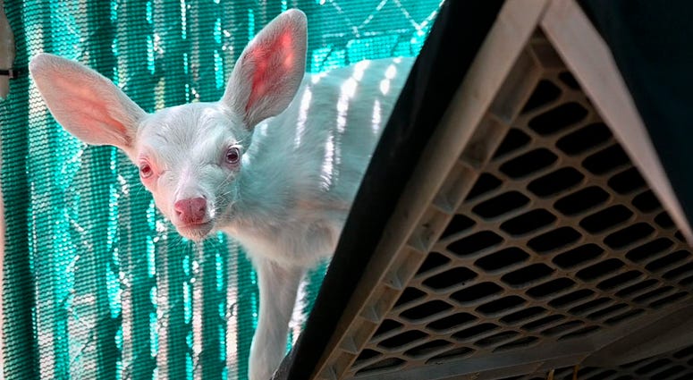 An albino fawn peers out from behind a shelter inside its enclosure, Thursday, May 30, 2019, at the Kindred Spirits Fawn Rescue in Loomis, Calif. An albino fawn peers out from behind a shelter inside its enclosure, Thursday, May 30, 2019, at the Kindred Spirits Fawn Rescue in Loomis, Calif.