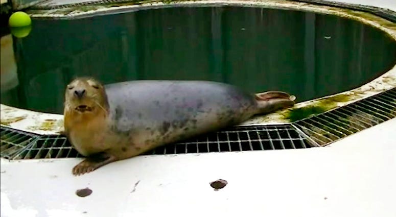 In this undated image made from video provided by the University of St. Andrews, a seal copies the sounds of the song Twinkle Twinkle Little Star, in St Andrews, Scotland. In this undated image made from video provided by the University of St. Andrews, a seal copies the sounds of the song Twinkle Twinkle Little Star, in St Andrews, Scotland.