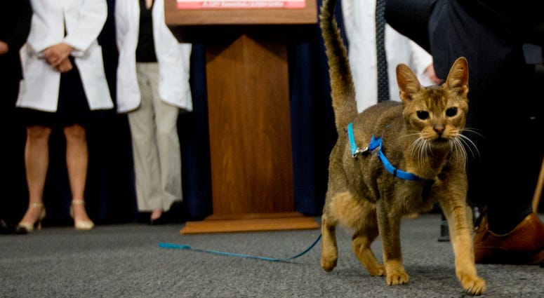 In this May 17, 2016, file photo, a cat named Rubio walks in front of the podium during a news conference in Albany, N.Y. Cat