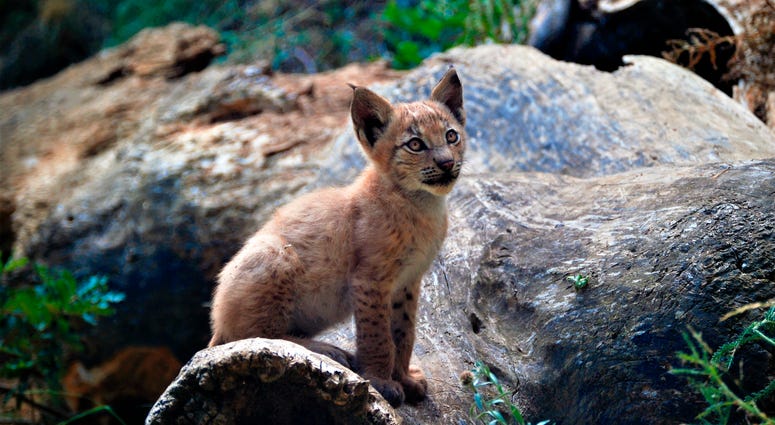 In this handout photo taken on Monday, Aug. 5, 2019 and provided by Fundacion Catalunya La Pedrera, a two month old lynx looks up at the Mont Natura complex in Alt Aneu Pallars Sobira, Spain. In this handout photo taken on Monday, Aug. 5, 2019 and provided by Fundacion Catalunya La Pedrera, a two month old lynx looks up at the Mont Natura complex in Alt Aneu Pallars Sobira, Spain.