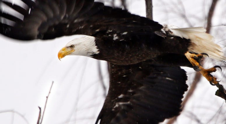 In this Feb. 1, 2016 file photo, a bald eagle takes flight at the Museum of the Shenandaoh Valley in Winchester, Va. bald eagle
