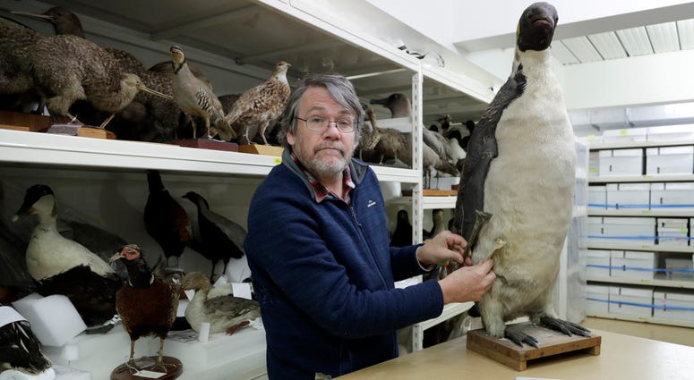 Dr. Paul Scofield, senior curator natural history at Canterbury Museum, holds the fossil, a tibiotarsus, top, next to a similar bone of an Emperor Penguin in Christchurch, New Zealand, Wednesday, Aug. 14, 2019. Dr. Paul Scofield, senior curator natural history at Canterbury Museum, holds the fossil, a tibiotarsus, top, next to a similar bone of an Emperor Penguin in Christchurch, New Zealand, Wednesday, Aug. 14, 2019.