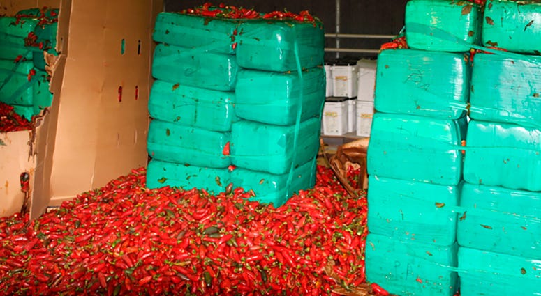 This Thursday, Aug 15, 2019, photo released by the U.S. Customs and Border Protection shows marijuana mixed in with a shipment of jalapeno peppers seized by CBP officers in San Diego's Otay Mesa, Calif. Marijuana seized alongside jalapeno peppers