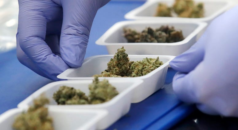 In this Friday, Aug. 16, 2019, photo, chemist David Dawson displays various samples of marijuana while being interviewed at CW Analytical Laboratories in Oakland, Calif. In this Friday, Aug. 16, 2019, photo, chemist David Dawson displays various samples of marijuana while being interviewed at CW Analytical Laboratories in Oakland, Calif.