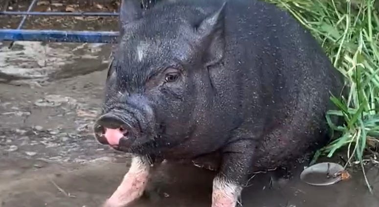 Leroy, a Vietnamese pot-bellied pig Leroy, a Vietnamese pot-bellied pig