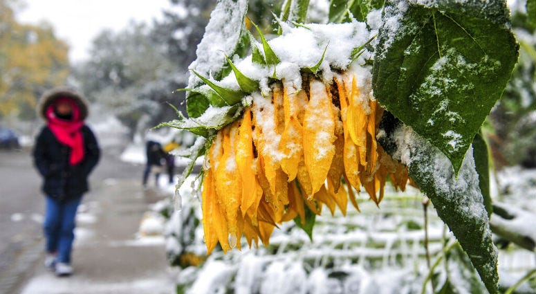Sunflowers bow and break under the falling wet snow in Great Falls, Mont., Saturday, Sept. 28, 2019. Sunflowers bow and break under the falling wet snow in Great Falls, Mont.