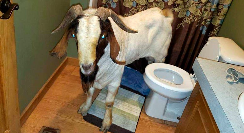 A goat stands in the bathroom of a home in Sullivan Township, Ohio. A goat stands in the bathroom of a home in Sullivan Township, Ohio.