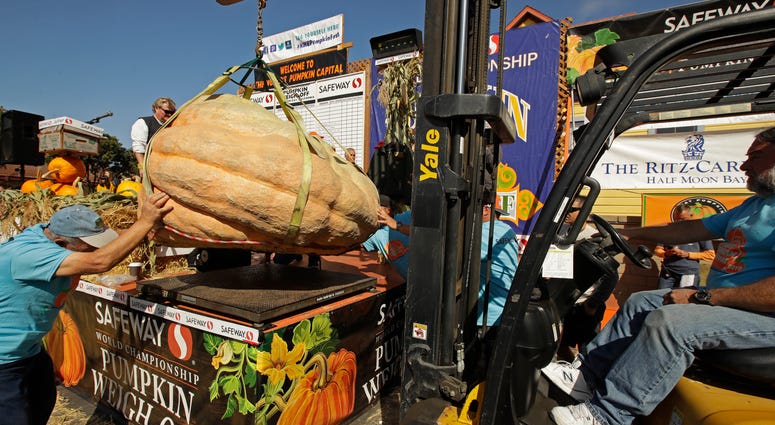 A massive pumpkin grin by Leonardo Urena of Napa, Calif., is lowered on a scale with a forklift on Monday, Oct. 14, 2019, in Half Moon Bay, Calif. The pumpkin weighed in at 2,175 lbs., a new California weight record. A massive pumpkin grin by Leonardo Urena of Napa, Calif., is lowered on a scale with a forklift on Monday, Oct. 14, 2019, in Half Moon Bay, Calif. The pumpkin weighed in at 2,175 lbs., a new California weight record.
