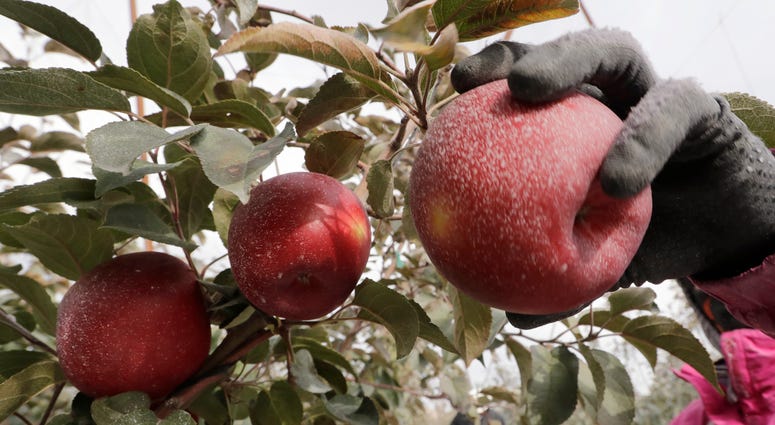 The Cosmic Crisp, a new variety and the first-ever bred in Washington state, will be available beginning Dec. 1 and is expected to be a game changer in the apple industry. In this photo taken Tuesday, Oct. 15, 2019, a Cosmic Crisp apple, partially coated with a white kaolin clay to protect it from sunburn, is picked at an orchard in Wapato, Wash.