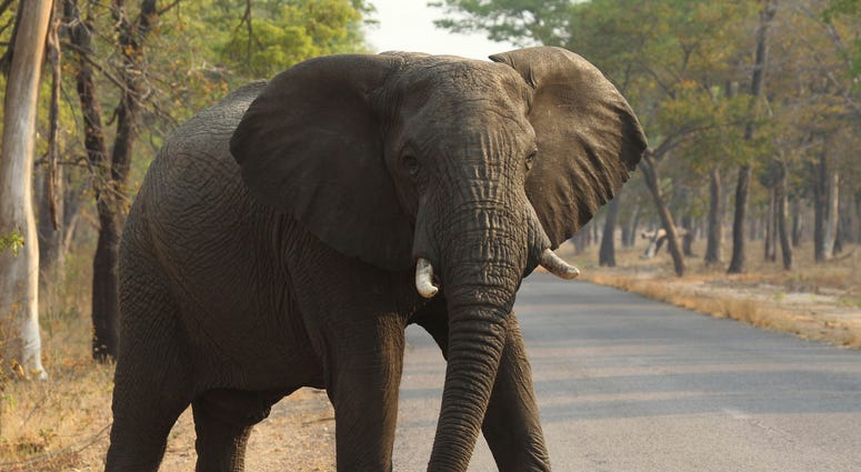 In this Oct. 1, 2015, file photo, an elephant crosses a road at a national park in Hwange, Zimbabwe. Elephant