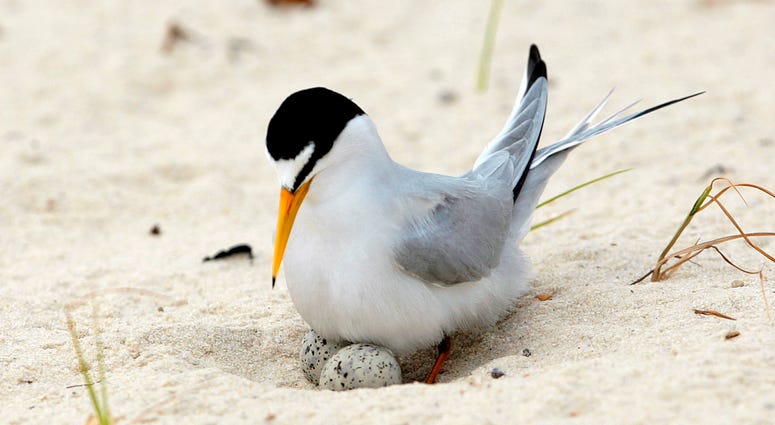 A least tern checks her two eggs on the beach in Gulfport, Miss. A least tern checks her two eggs on the beach in Gulfport, Miss.