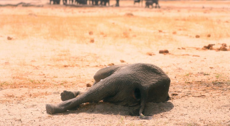 A dead elephant lays in the Hwange National Park, Zimbabwe, on Sundnay, Nov. 10, 2019. A dead elephant lays in the Hwange National Park, Zimbabwe, on Sundnay, Nov. 10, 2019.