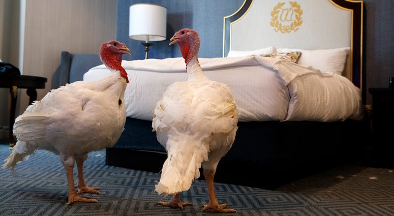 A door has a privacy request hanging on it outside the hotel room where two turkeys that will be pardoned by President Donald Trump are staying at the Willard InterContinental Hotel, Monday, Nov. 25, 2019, in Washington. A door has a privacy request hanging on it outside the hotel room where two turkeys that will be pardoned by President Donald Trump are staying at the Willard InterContinental Hotel, Monday, Nov. 25, 2019, in Washington.