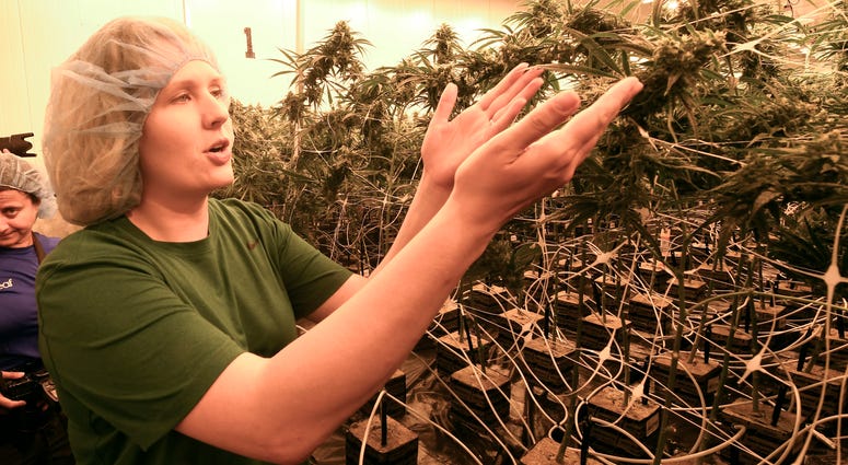 In this Aug. 22, 2019 photo, lead grower Elizabeth Keyser, talks about flowering medical marijuana plants being grown with special grow lights during a media tour of the Curaleaf medical cannabis cultivation and processing facility in Ravena, N.Y. Cannabis grower displays medical marijuana plants.