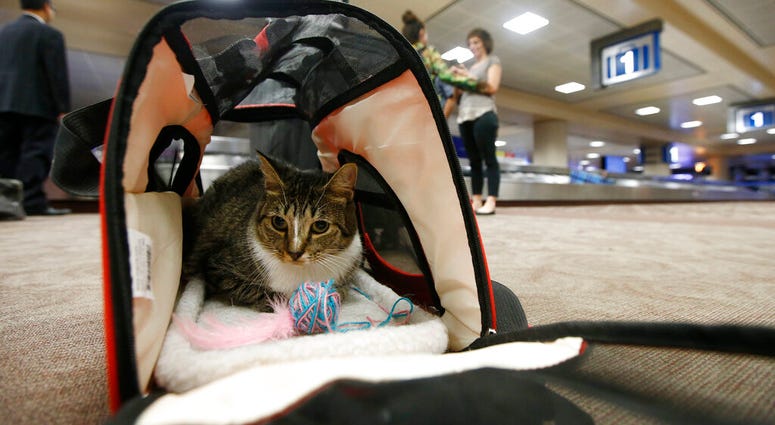 FILE - In this Sept. 20, 2017, file photo Oscar the cat, who is not a service animal, sits in his carry on travel bag after arriving at Phoenix Sky Harbor International Airport in Phoenix. Oscar the cat, who is not a service animal, sits in his carry on travel bag after arriving at Phoenix Sky Harbor International Airport in Phoenix.