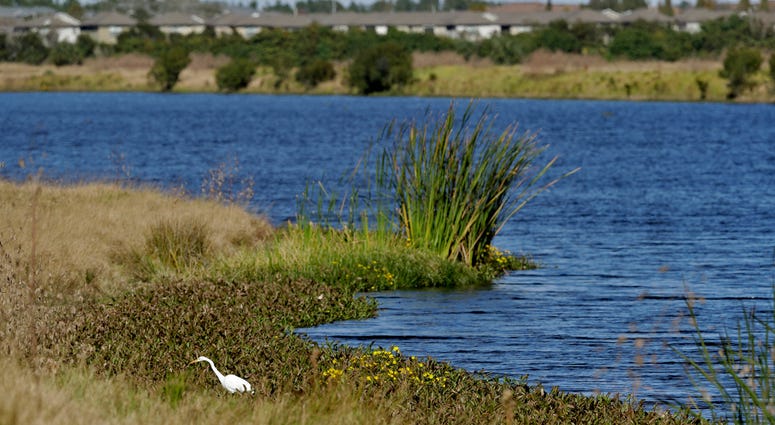 An egret looks for food along Valhalla Pond in Riverview, Fla. An egret looks for food along Valhalla Pond in Riverview, Fla.