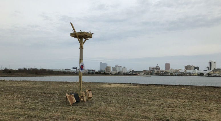 Ospreys have been nesting atop billboards along the Atlantic City Expressway. Atlantic City Ospey