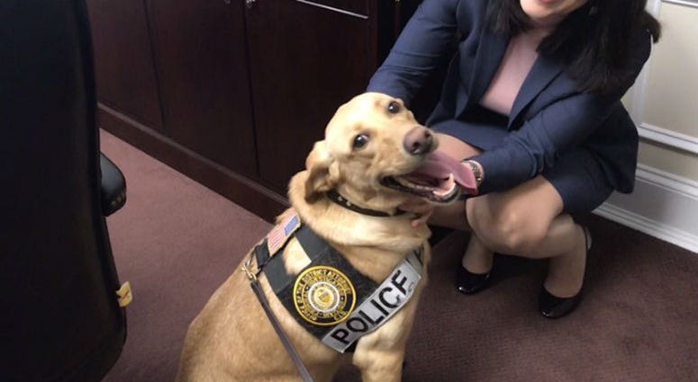 Charlie the electronics sniffing dog, posing with Delaware County District Attorney Kat Copeland. Charlie the electronics sniffing dog, posing with Delaware County District Attorney Kat Copeland.