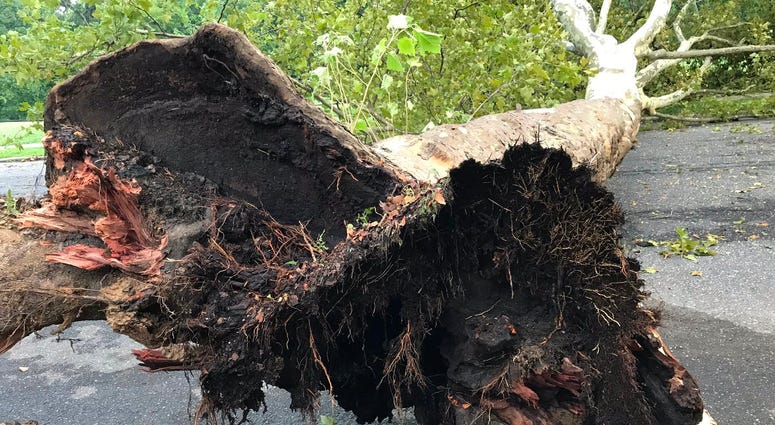 In Philly's Wissinoming neighborhood, on Charles Street near Comly Street, the wind lifted two enormous sycamore trees out of the ground. In Philly's Wissinoming neighborhood, on Charles Street near Comly Street, the wind lifted two enormous sycamore trees out of the ground.
