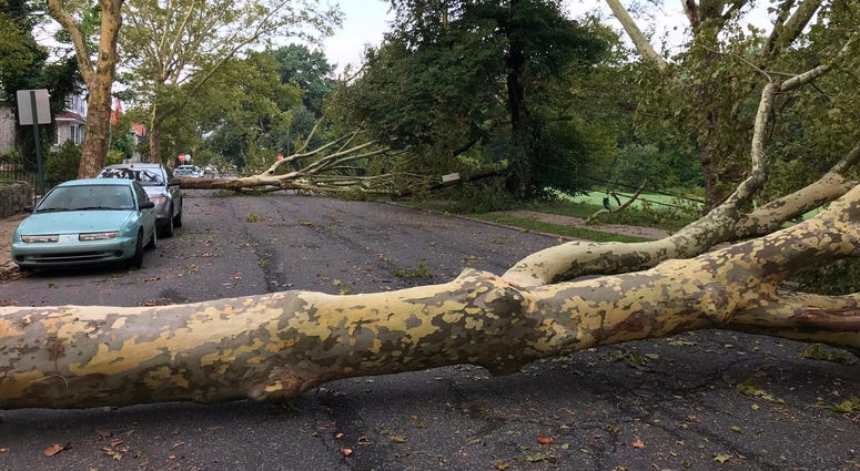 In Philly's Wissinoming neighborhood, on Charles Street near Comly Street, the wind lifted two enormous sycamore trees out of the ground. In Philly's Wissinoming neighborhood, on Charles Street near Comly Street, the wind lifted two enormous sycamore trees out of the ground.