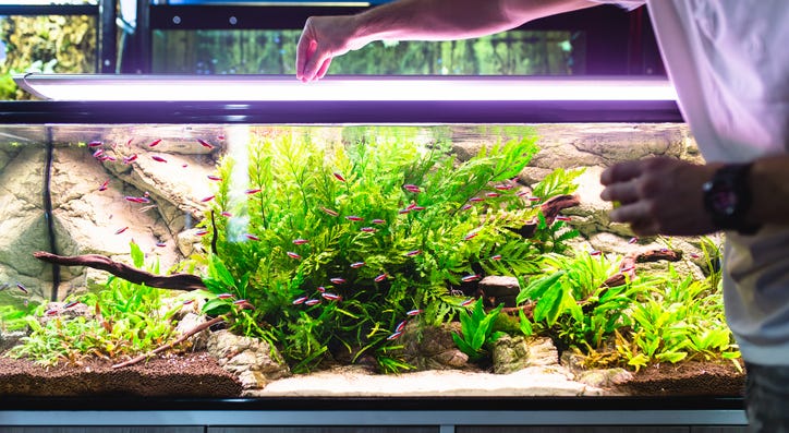 Fish tank. Fish tank.