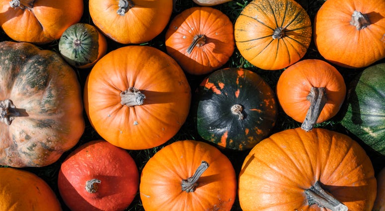 Pumpkins and gourds Pumpkins