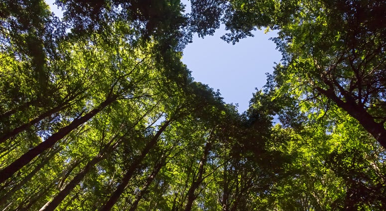 Forest with heart-shaped canopy Forest with heart-shaped canopy