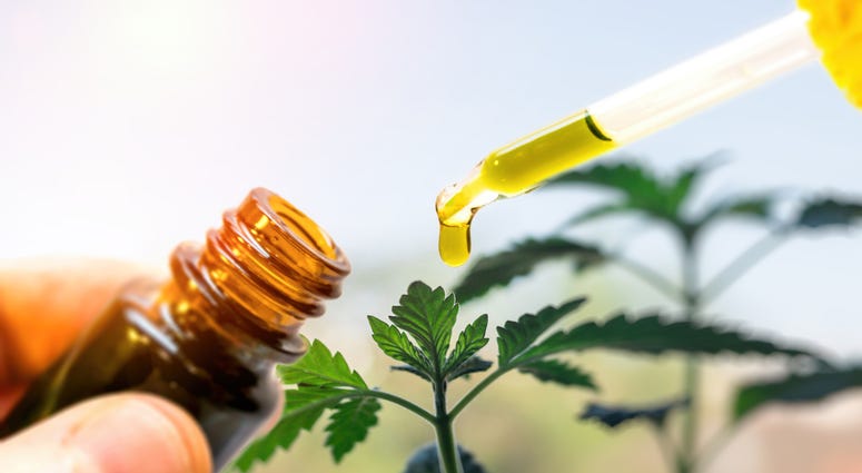 Hand holding bottle of Cannabis oil against Marijuana plant Hand holding bottle of Cannabis oil against Marijuana plant