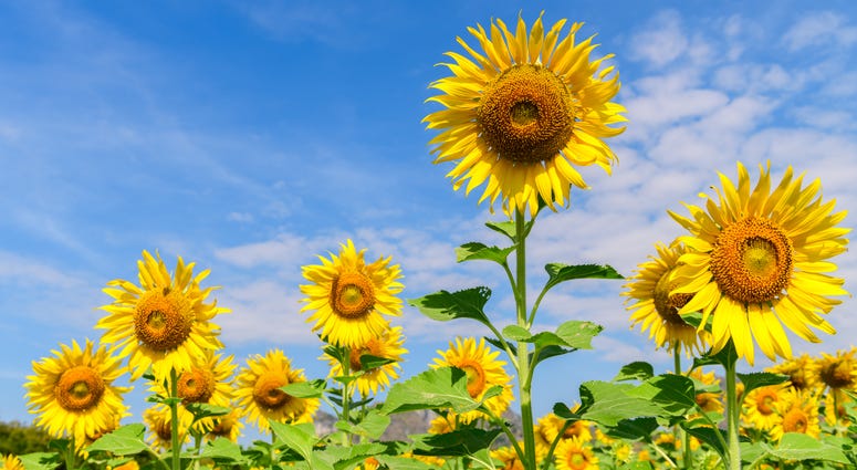Sunflowers Sunflowers