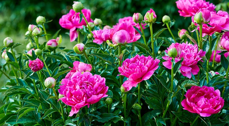 Peonies Peonies