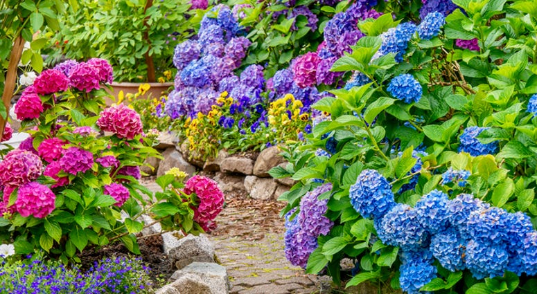 A garden A garden
