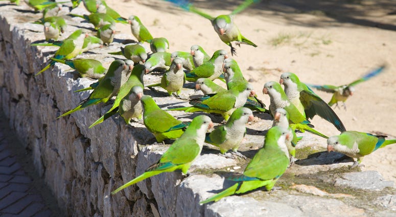 A group of feral monk parakeets feeding in a park in Spain A group of feral monk parakeets feeding in a park in Spain