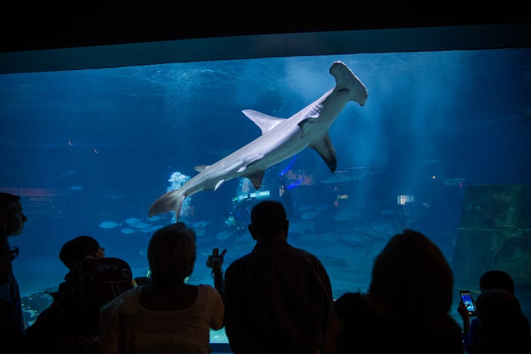 Adventure Aquarium Adventure Aquarium