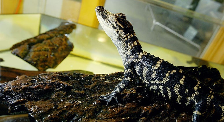 A small alligator is seen at the San Francisco Zoo June 13, 2003 in San Francisco. A small alligator is seen at the San Francisco Zoo June 13, 2003 in San Francisco.
