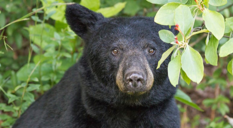 Gazing Black Bear - stock photo Gazing Black Bear - stock photo