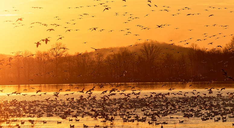 Migrating Snow Geese flying from a lake at Middle Creek Wildlife Management Area in Lancaster County, Pennsylvania. Migrating Snow Geese flying from a lake at Middle Creek Wildlife Management Area in Lancaster County, Pennsylvania.