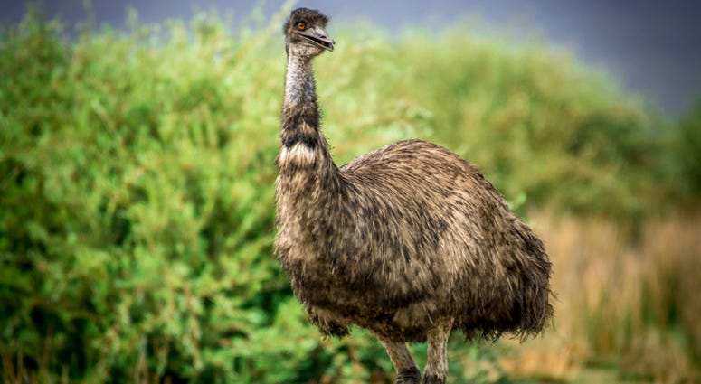 Emu Emu