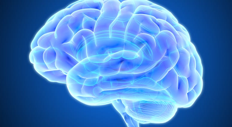 Brain.