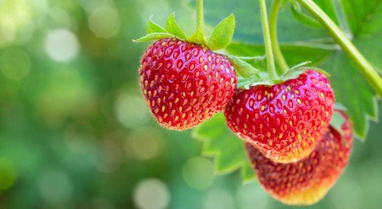 Strawberries. Strawberries.